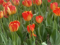 -长春公园(普阳街道)