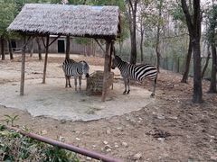 -合肥野生动物园