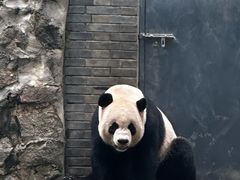 -都江堰中华大熊猫苑
