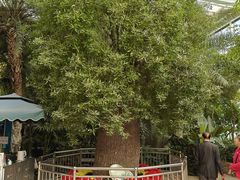 -石家庄市植物园