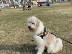 -春花秋色城市公园