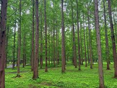 -黄海国家森林公园