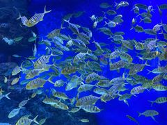 -成都浩海立方海洋公园