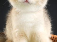 -钦宠·猫咪售卖·洗护·寄养(东圃旗舰店)