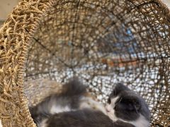 -飞行喵MR PILOT|猫舍·猫咖(静安大融城店)