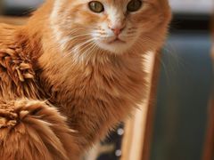 -猫小院猫主题餐厅(南锣旗舰店)