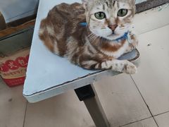 -蒂蒂香達濠魚丸