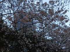 -玛格萝妮比萨屋(四平店)