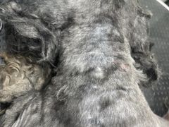 -四月宠物医院·猫专科·心脏专科·内科(转塘店)