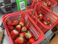 -大自然农场蔬菜草莓采摘园