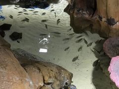 -烟台海昌鲸鲨海洋公园