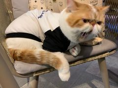 -御宝贝·A梦猫科宠物医院(国际猫友好医院)