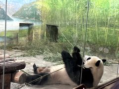 -上海野生动物园