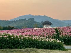 -径山花海