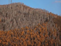 -莫尔道嘎国家森林公园