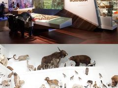 -墨尔本博物馆(Melbourne Museum)