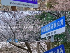 -高东镇樱花园