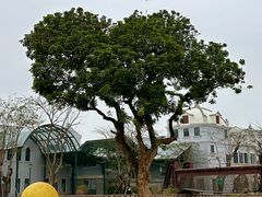 -赤坎·广东华侨国际旅游度假区