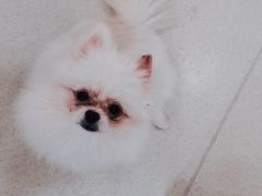 -共舞时光猫咖·狗咖(新街口店)