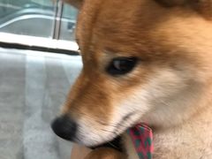 -柴迷FANS CLUB·柴犬狗咖·猫咖