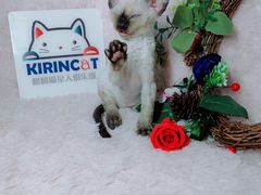 -十年猫舍·猫咪专门店(普陀店)