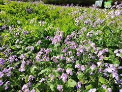 -合肥滨湖国家森林公园