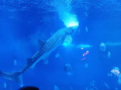 -烟台海昌鲸鲨海洋公园