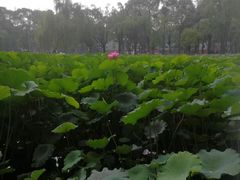 -四川大学(望江校区)