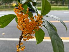 -一尺花园(安和花园店)