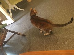 -猫色咖啡·猫咖