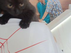 -pd派德宠物中心医院24H急重症·眼科中心·血液透析中心(嵩山北路店)