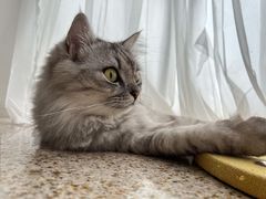 -瑞派康怡24h宠物医院·犬猫医疗中心·微创绝育(瑞景分院)