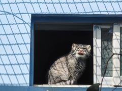 -青藏高原野生动物园