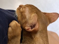 -琪喵猫屋·撸猫猫咖·猫舍