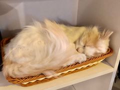 -平行世界·猫咖(首经贸店)