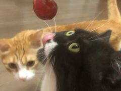 -瑞派天宁宠物医院·猫科·异宠中心