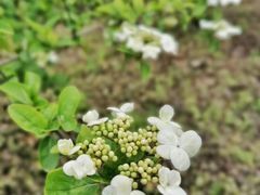-新虹桥中心花园