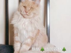 -70cat德文卷毛猫·缅因猫纯种猫舍