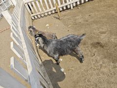 -前小桔亲子创意农场·草莓采摘·露营烧烤