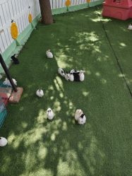 -萌宠亲子动物乐园(槐房万达店)