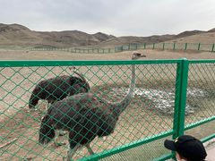 -新疆天山野生动物园