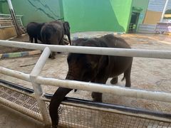 -大连森林动物园