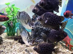 -烟台海昌鲸鲨海洋公园