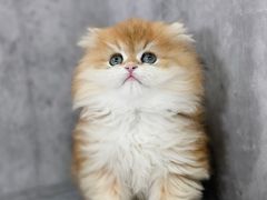 -小猫来了·猫舍(红山六九七九店)