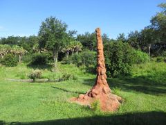 -奥兰多迪士尼动物王国乐园