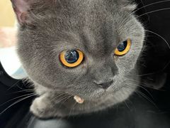 -宠颐生猫科·内科皮肤科(西平世纪城店)