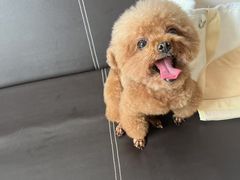 -福懋动物医院·犬猫全科·外科·重症科(杏林分院)