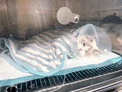 -达爱动物医院·犬猫分区·CT·复杂眼科(远洋山水分院)