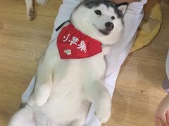 -Husky Go! 哈士奇体验馆·宠物咖啡厅狗咖