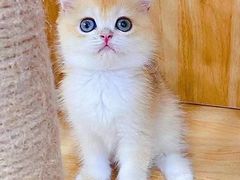-Bastet sally猫舍购宠(静安店)